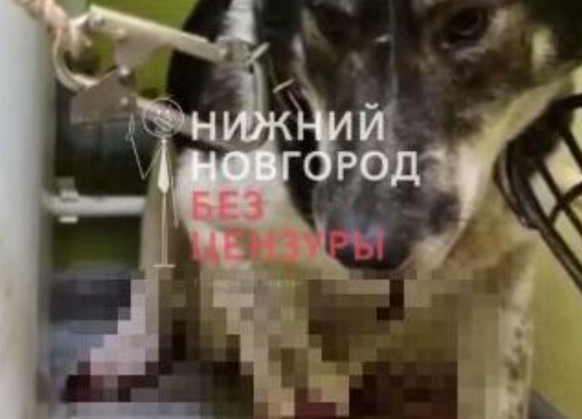 Живодеры отрубили лапы собаке в Нижнем Новгороде - фото 1