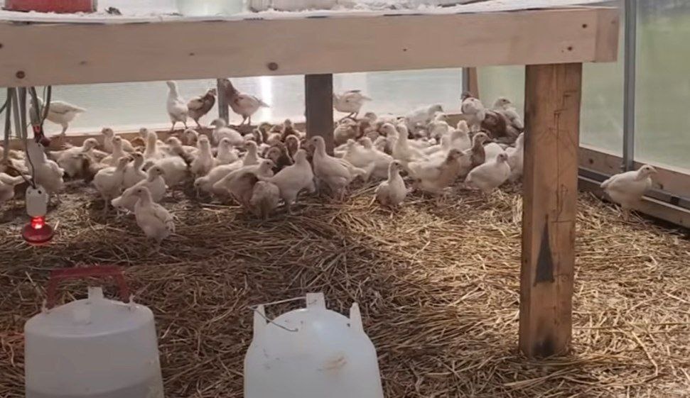 Канадская семья Фейнстра показала свою ферму в Нижегородской области - фото 1