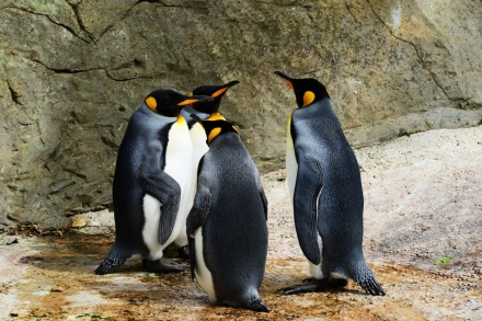 Пингвинарий планируется открыть в Нижнем Новгороде в 2019 году