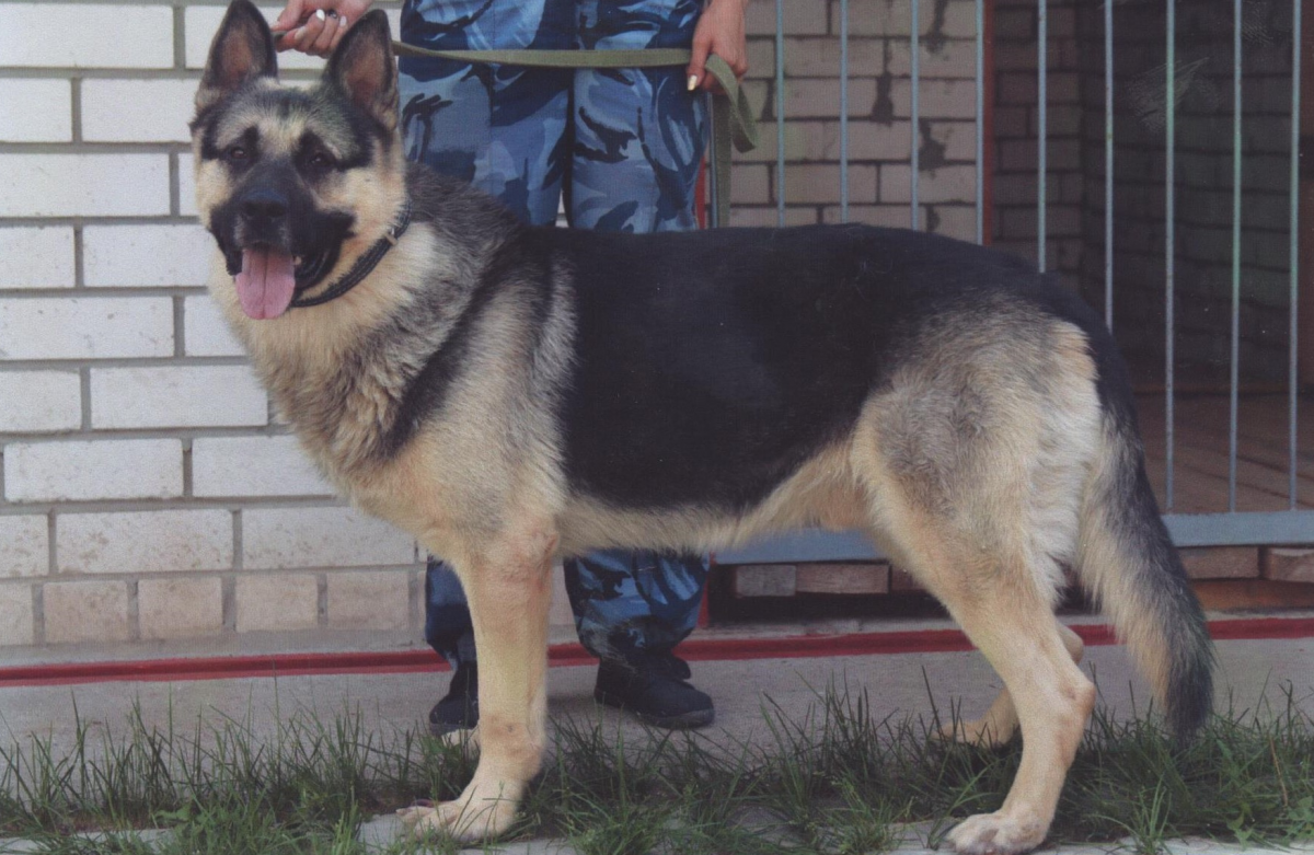Нижегородское ГУФСИН отдает служебных собак - фото 1