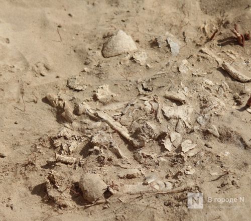 От каменных стрел до средневековых могил: что нашли археологи под Выксой - фото 47