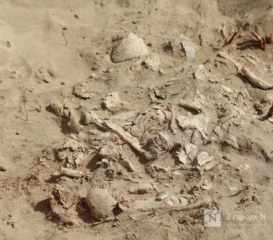 От каменных стрел до средневековых могил: что нашли археологи под Выксой - фото 9