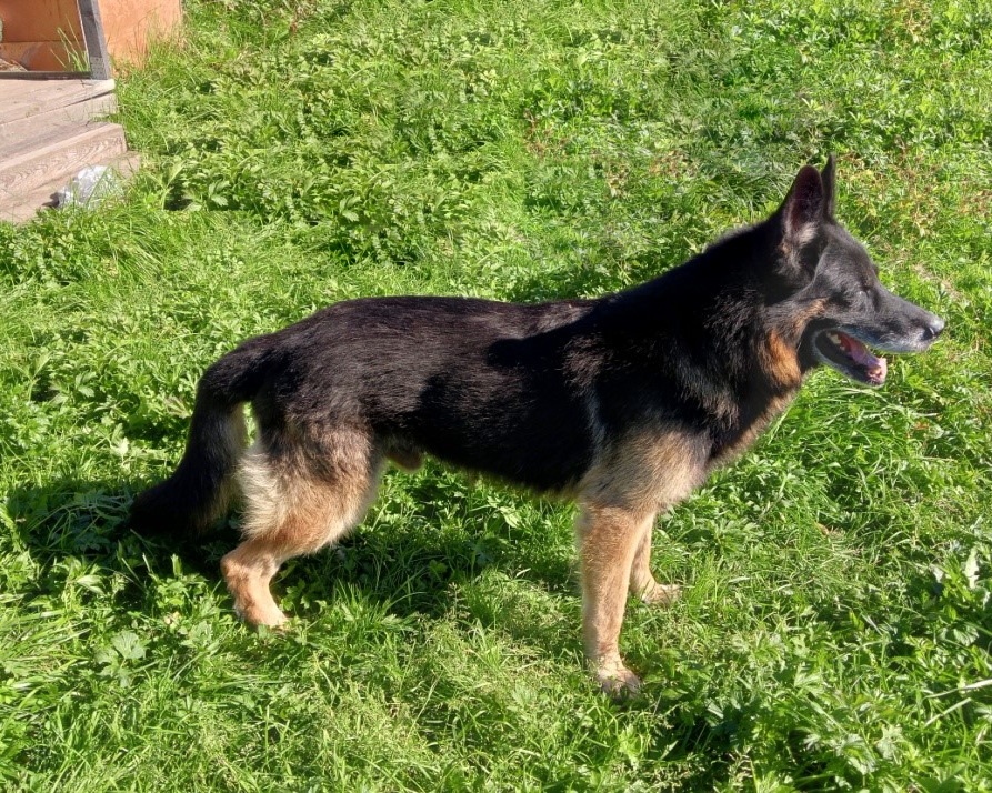 Собакам-пенсионерам из нижегородских колоний ищут новых хозяев - фото 1