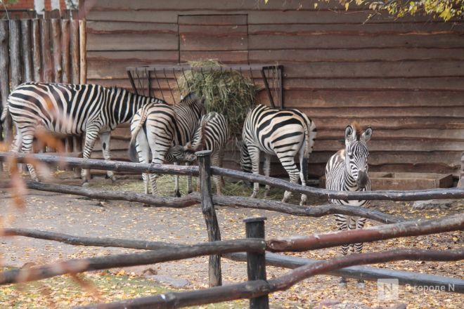 Детки в объективе: показываем милых малышей, которые родились в нижегородском зоопарке «Лимпопо» - фото 59