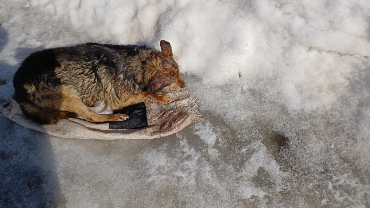 Жестоко избитую собаку нашли в мешке в Нижегородской области
