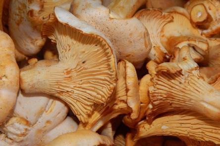 Как правильно выбирать и готовить лисички