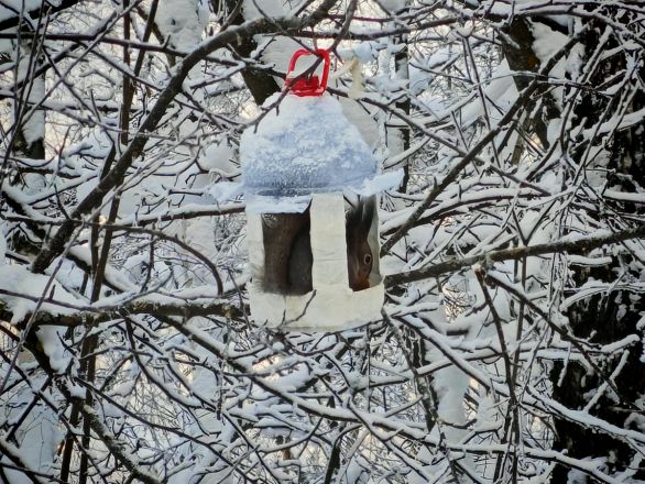 Аномальные морозы в Нижнем Новгороде: фоторепортаж из заснеженных парков - фото 10