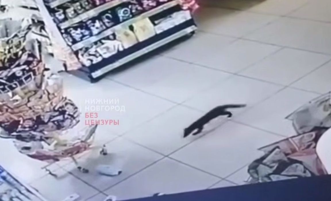 Дикий зверек забирается по ночам в магазин в Нижнем Новгороде - фото 1