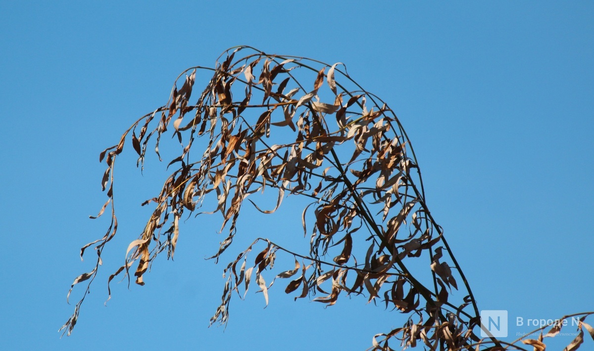 Дерево засохло пять кастрюль. Корилус Конторта. Corylus avellana 'pendula'. Корилус ветки. Фундук Конторта.