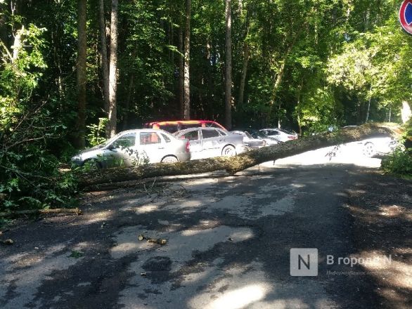 Упавшее дерево перекрыло дорогу к спорткомплексу в Нижнем Новгороде - фото 2