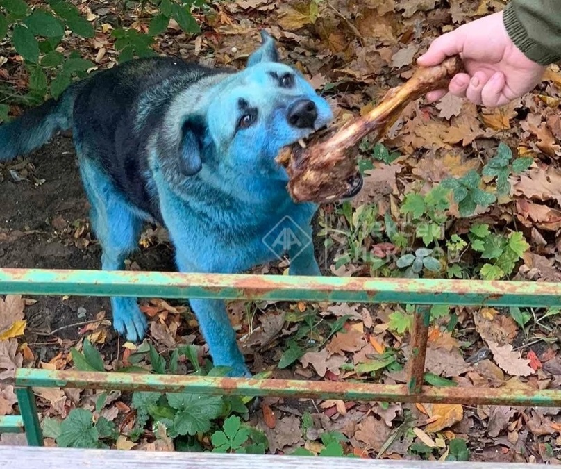 Синюю собаку в Дзержинске взяли в приют на 20-дневный карантин - фото 1
