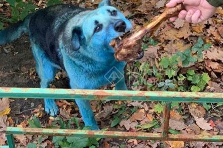 Синюю собаку в Дзержинске взяли в приют на 20-дневный карантин