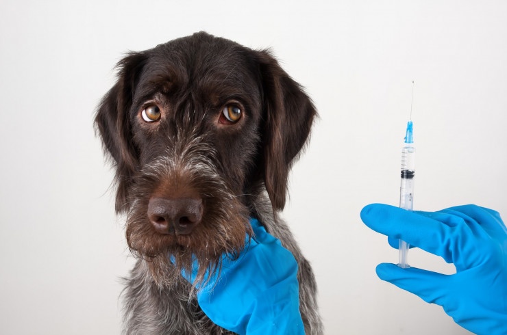 Нижегородская область планирует закупить вакцину для животных против коронавируса