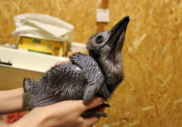 Опубликованы милые фото зверей, родившихся в нижегородском «Лимпопо» - фото 3