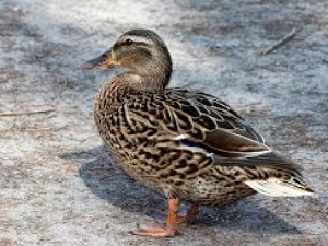 Нижегородец обратился в минэкологии для спасения утки