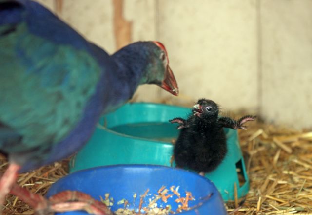 Опубликованы милые фото зверей, родившихся в нижегородском «Лимпопо» - фото 8