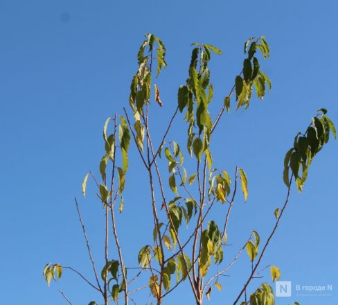 Благоустройство площади у Автозаводского универмага завершено в Нижнем Новгороде - фото 25