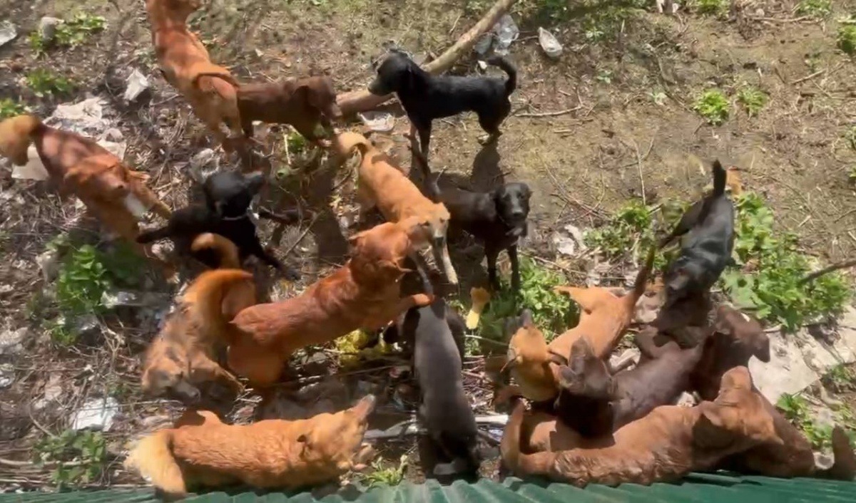 Нижегородцы обвинили соседа в издевательствах над животными и поедании собак - фото 1