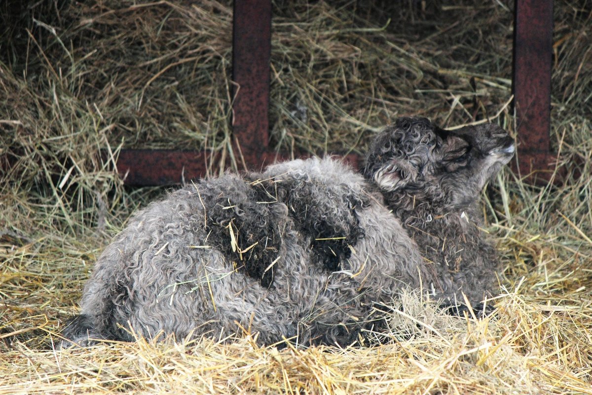 Верблюжонок родился в нижегородском зоопарке «Лимпопо»