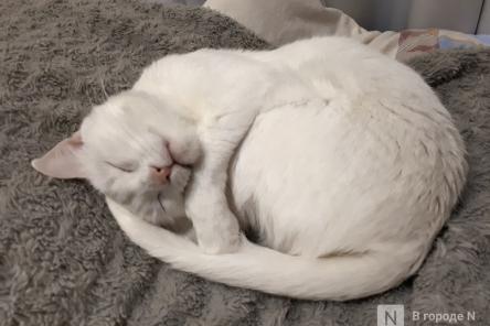 Названы три самые популярные породы кошек в России