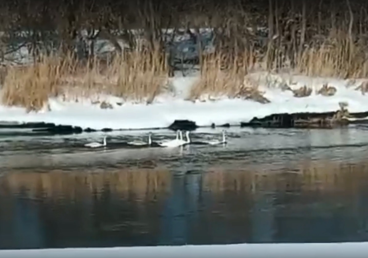 Шестерых лебедей увидели на Пьяне в Нижегородской области - фото 1