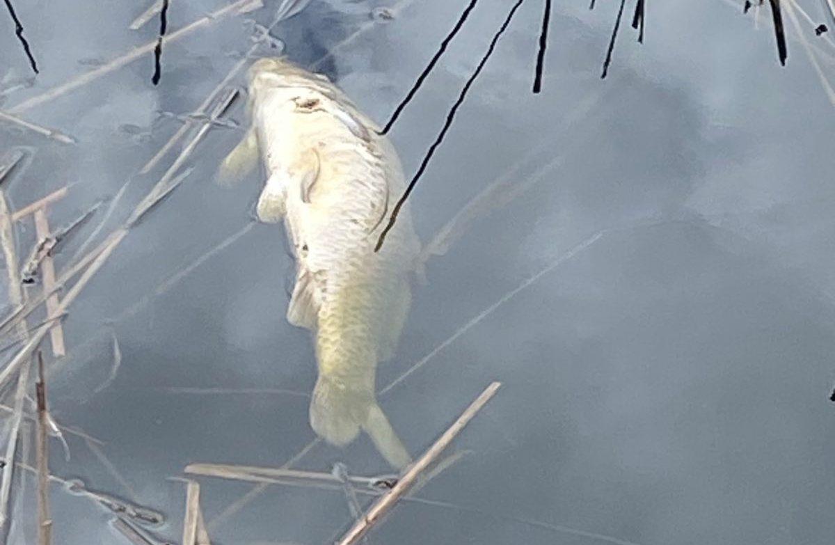 Десятки мертвых рыб обнаружены в озере в Артемовских лугах