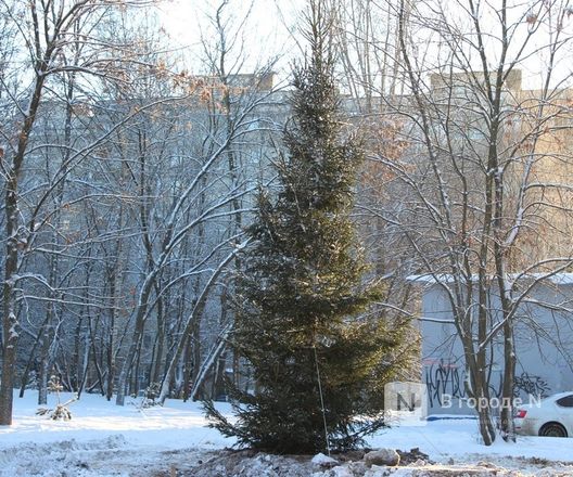 Новую елку взамен засохшей посадили на улице Усилова в Нижнем Новгороде - фото 4