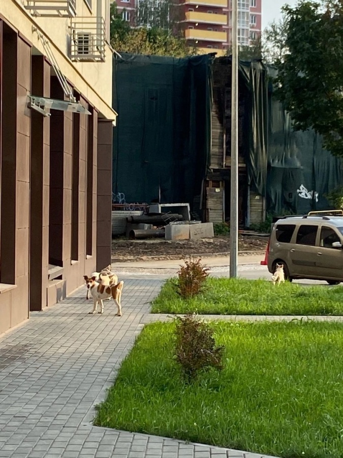 Нижегородцы жалуются на заброшку со стаей бездомных собак в центре города - фото 2