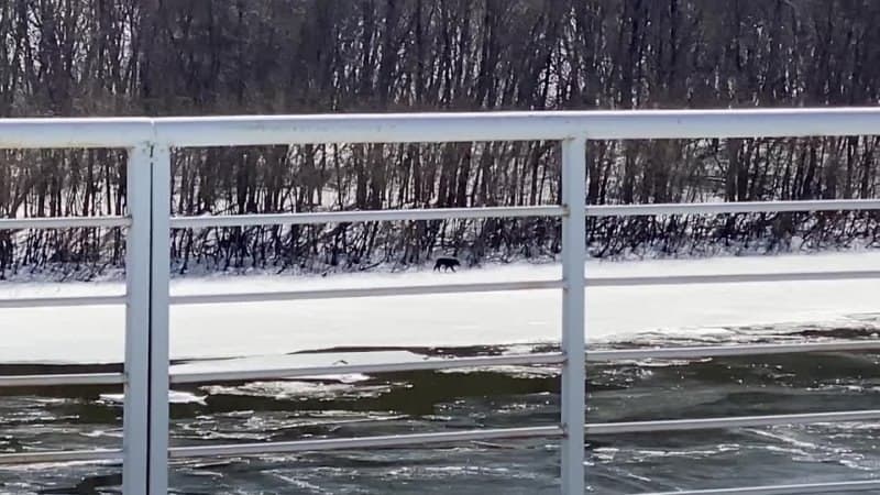 Собака застряла на острове Гребневские пески в Нижнем Новгороде из-за ледохода - фото 1