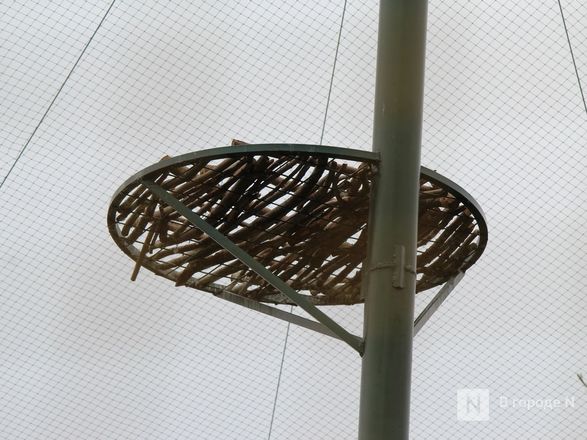 Уникальный вольер для марабу построили в нижегородском зоопарке - фото 13