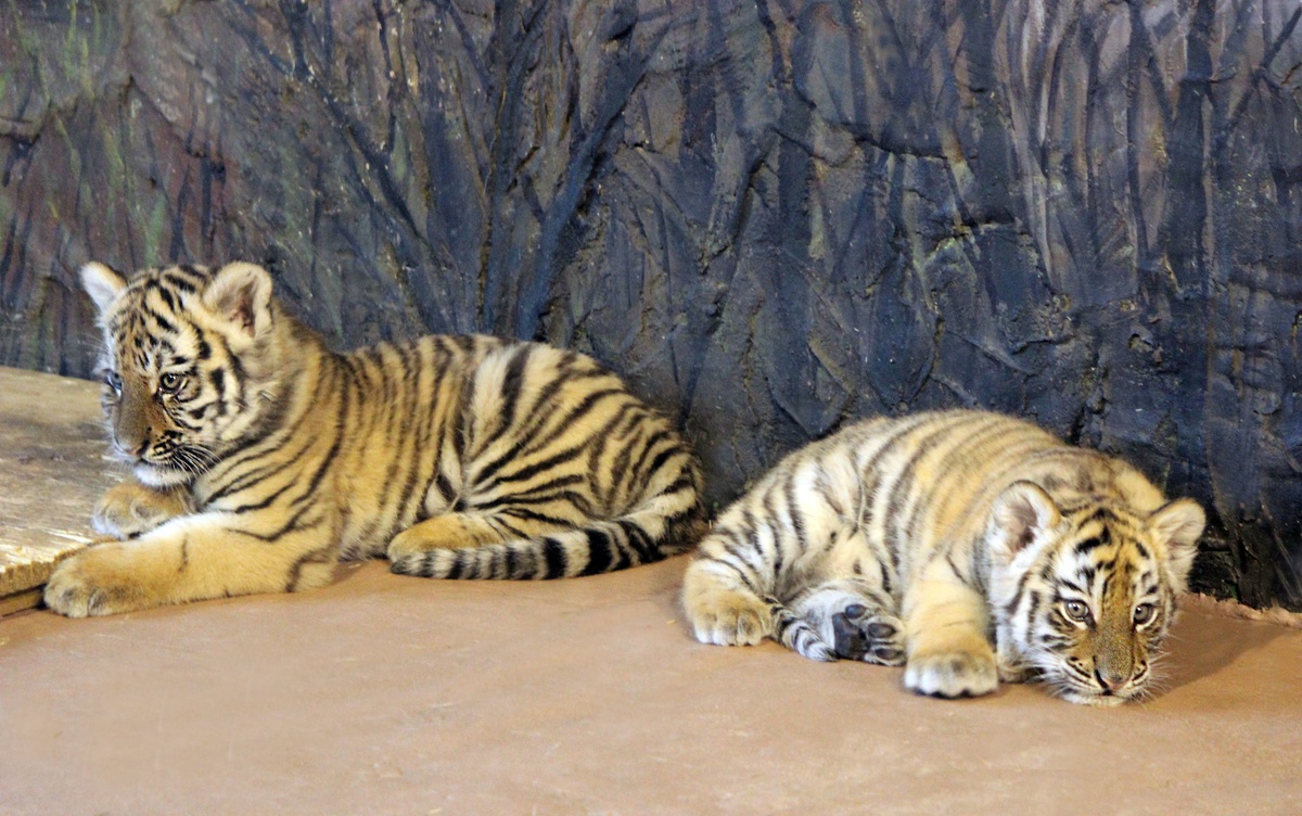 Нижегородцы выберут имена тигрятам, родившихся в зоопарке &laquo;Лимпопо&raquo; - фото 1
