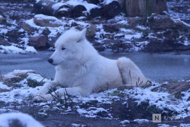 Фоторепортаж из &laquo;Лимпопо&raquo;: как животные подготовились к зиме в нижегородском зоопарке - фото 20