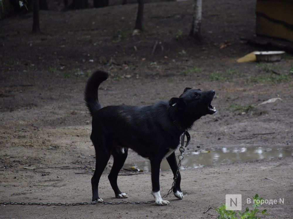 Бездомная собака укусила ребенка за лицо в Дзержинске - фото 1