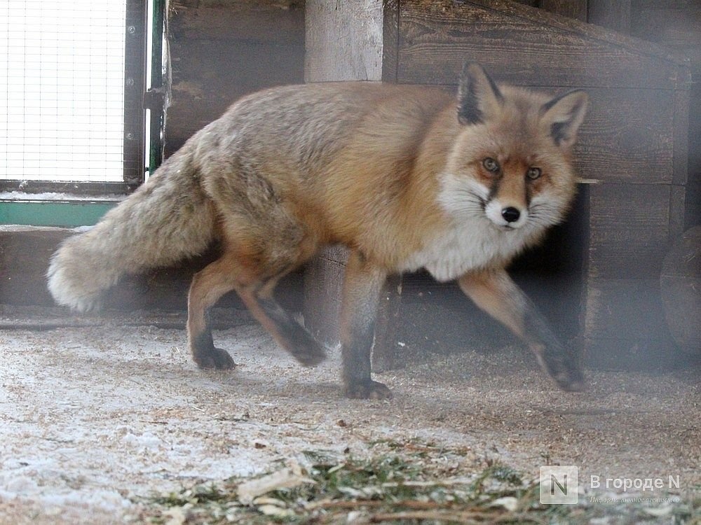15 случаев бешенства выявили в Нижегородской области с начала года - фото 1