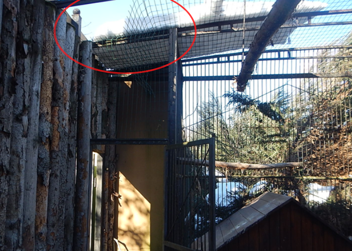 Нижегородец выкрал хищную птицу из зоопарка &laquo;Лимпопо&raquo; - фото 1