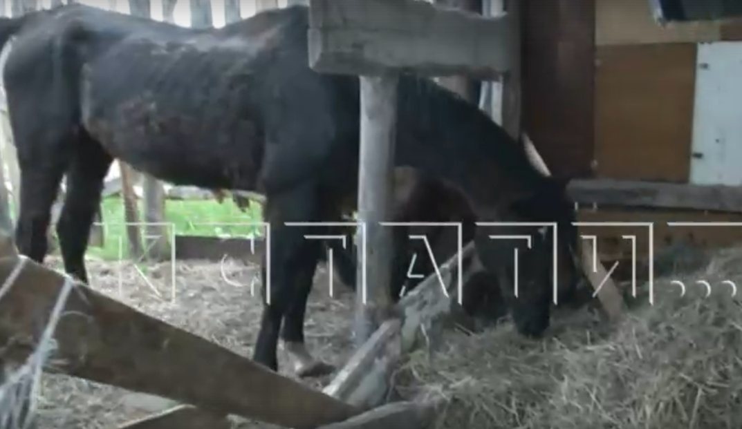 Осужденная за жестокое обращение с лошадьми жительница Дзержинска организовала новый концлагерь для животных - фото 1