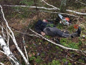 Заготовщик древесины погиб в Навашинском лесничестве от упавшей на него березы