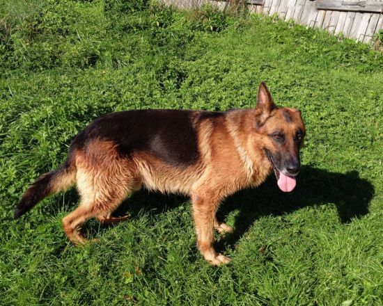 Собакам-пенсионерам из нижегородских колоний ищут новых хозяев - фото 4