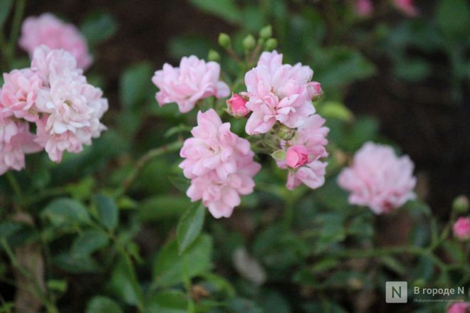 Опубликованы фото обновленного сквера с фонтаном в Нижнем Новгороде - фото 27