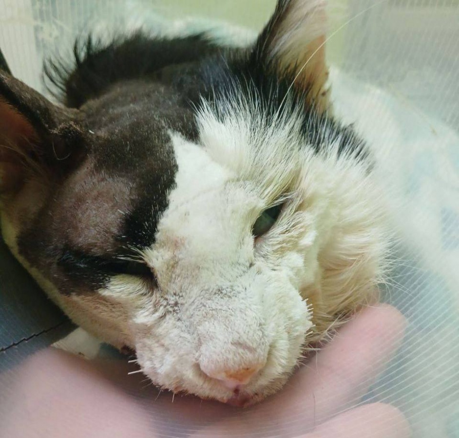 Умер выброшенный ветеринарами в Сокольском районе кот Спайси - фото 1