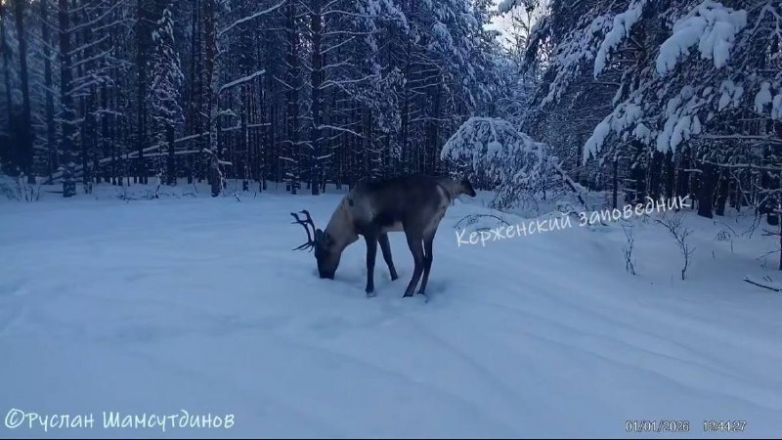 Нижегородцам показали милые фото северных оленей из Керженского заповедника - фото 1