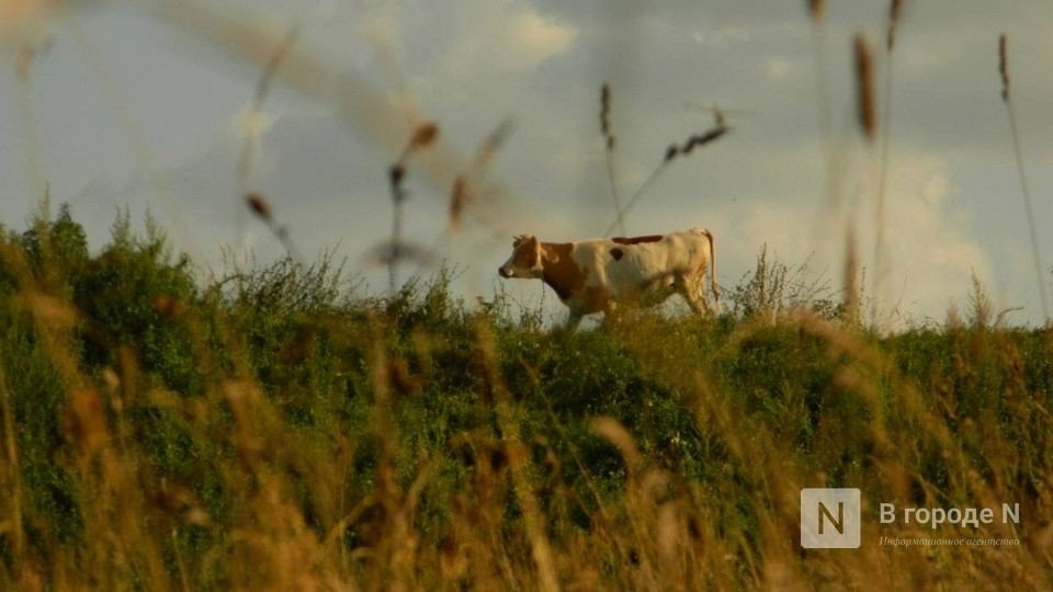 Еще одна немецкая деревня появится в Нижегородской области - фото 1