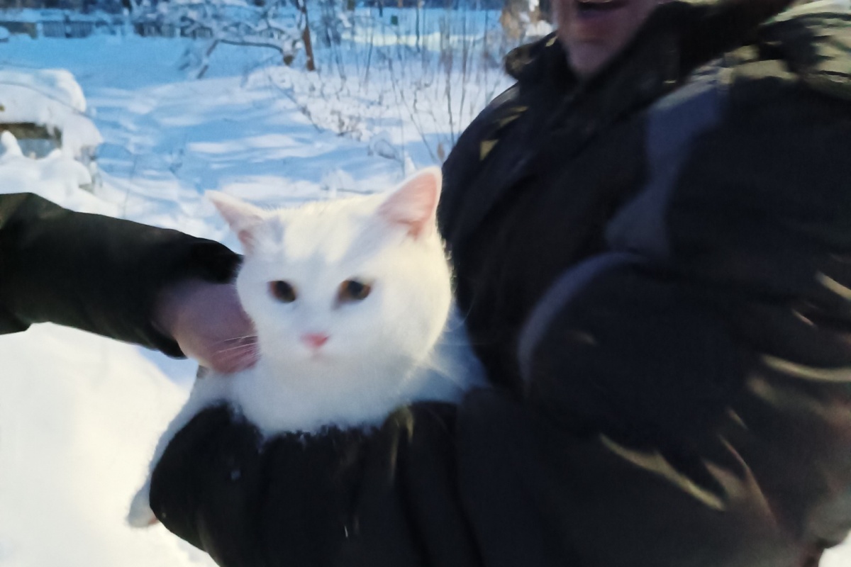 Волонтеры спасли кота, просидевшего на дереве четверо суток в Дзержинске - фото 1