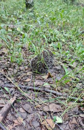 Нижегородский мэр Шалабаев показал, что нашли его дети в лесу - фото 2