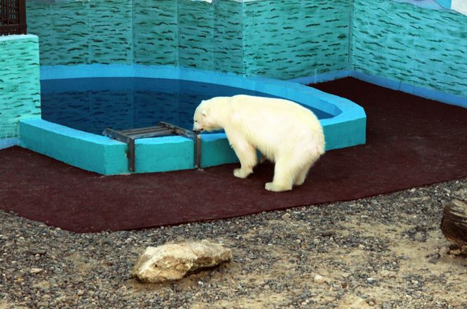 Белая медведица из нижегородского зоопарка проинспектировала новый вольер для будущего друга - фото 4