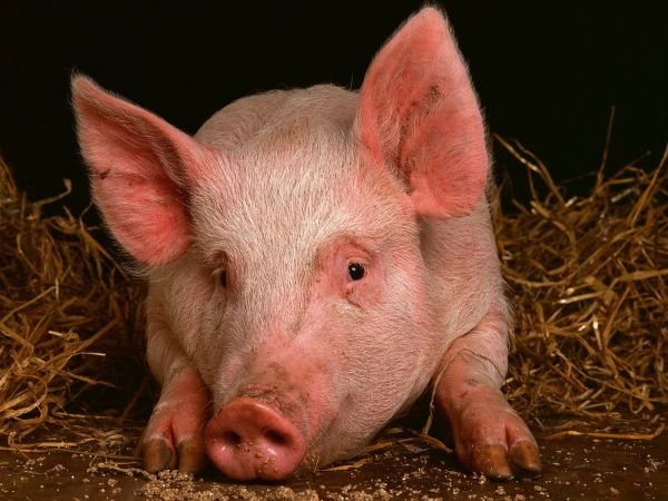 Карантин по африканской чуме свиней снят в Богородском районе - фото 1