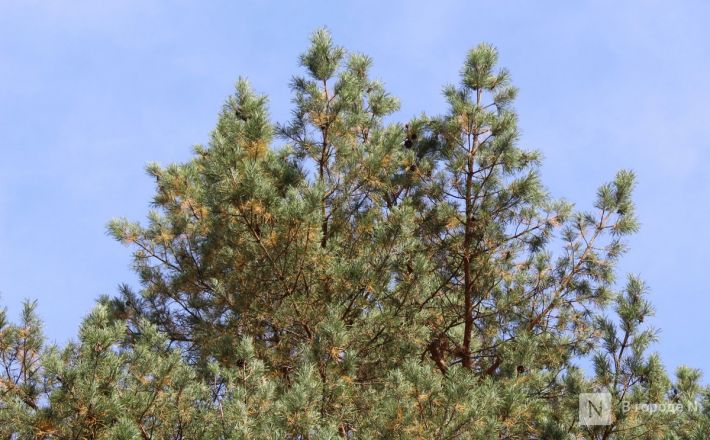Фоторепортаж: как выглядит Сормовский парк, который ждет масштабная реконструкция - фото 54