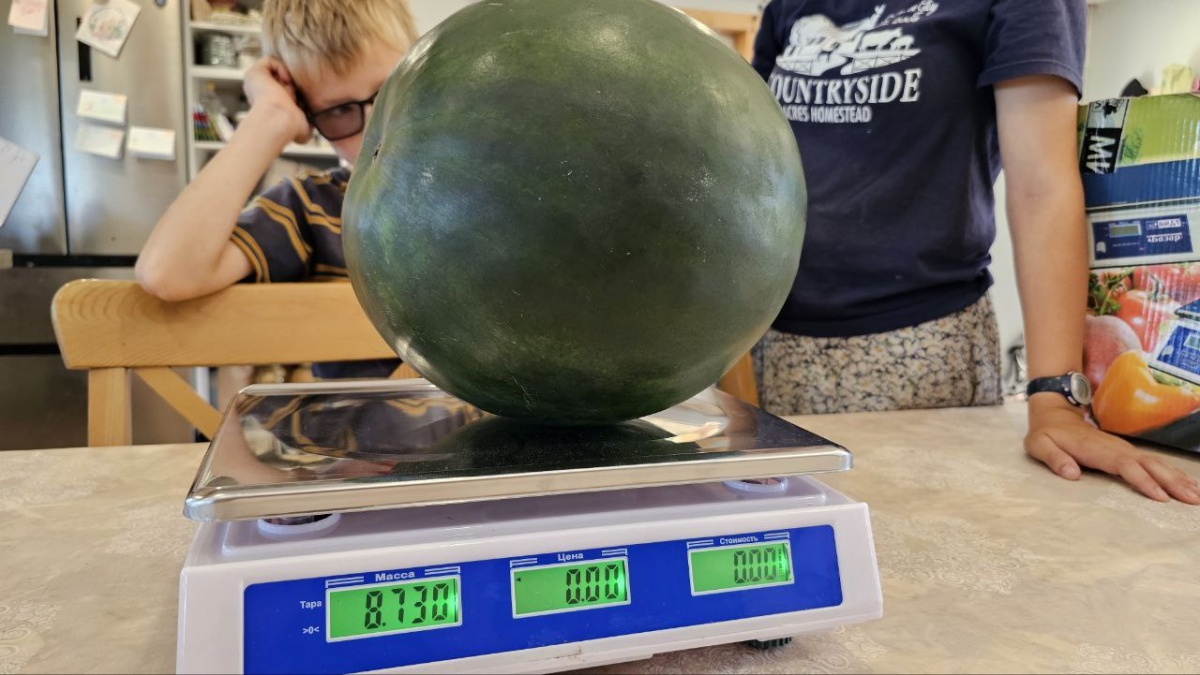 Переехавшие в Нижегородскую область канадцы вырастили огромный арбуз на ферме - фото 2