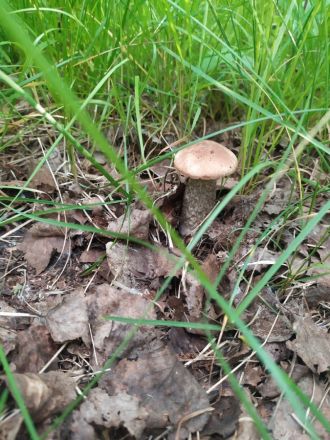 Первые подосиновики появились в лесах Нижегородской области - фото 2