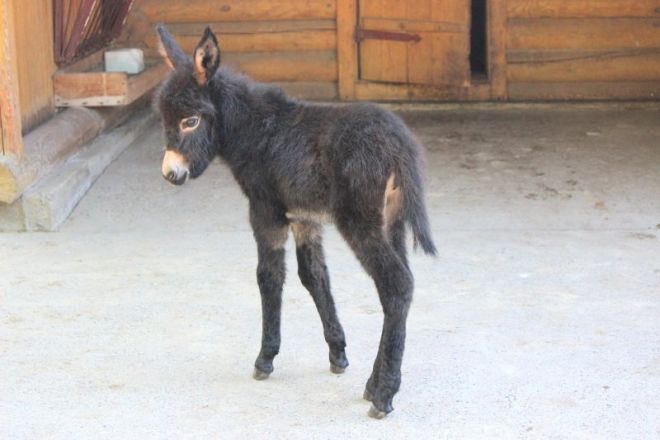 В нижегородском зоопарке &laquo;Лимпопо&raquo; родился ослик - фото 4